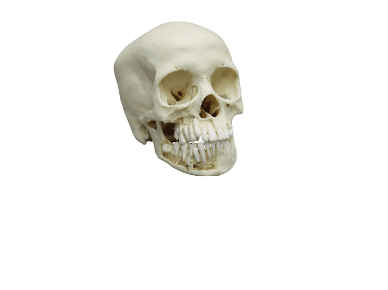 Kinderschädel 12 - jährig – Naturabguss in zwei Teilen mit geöffnetem Kiefer - Erler - Zimmer